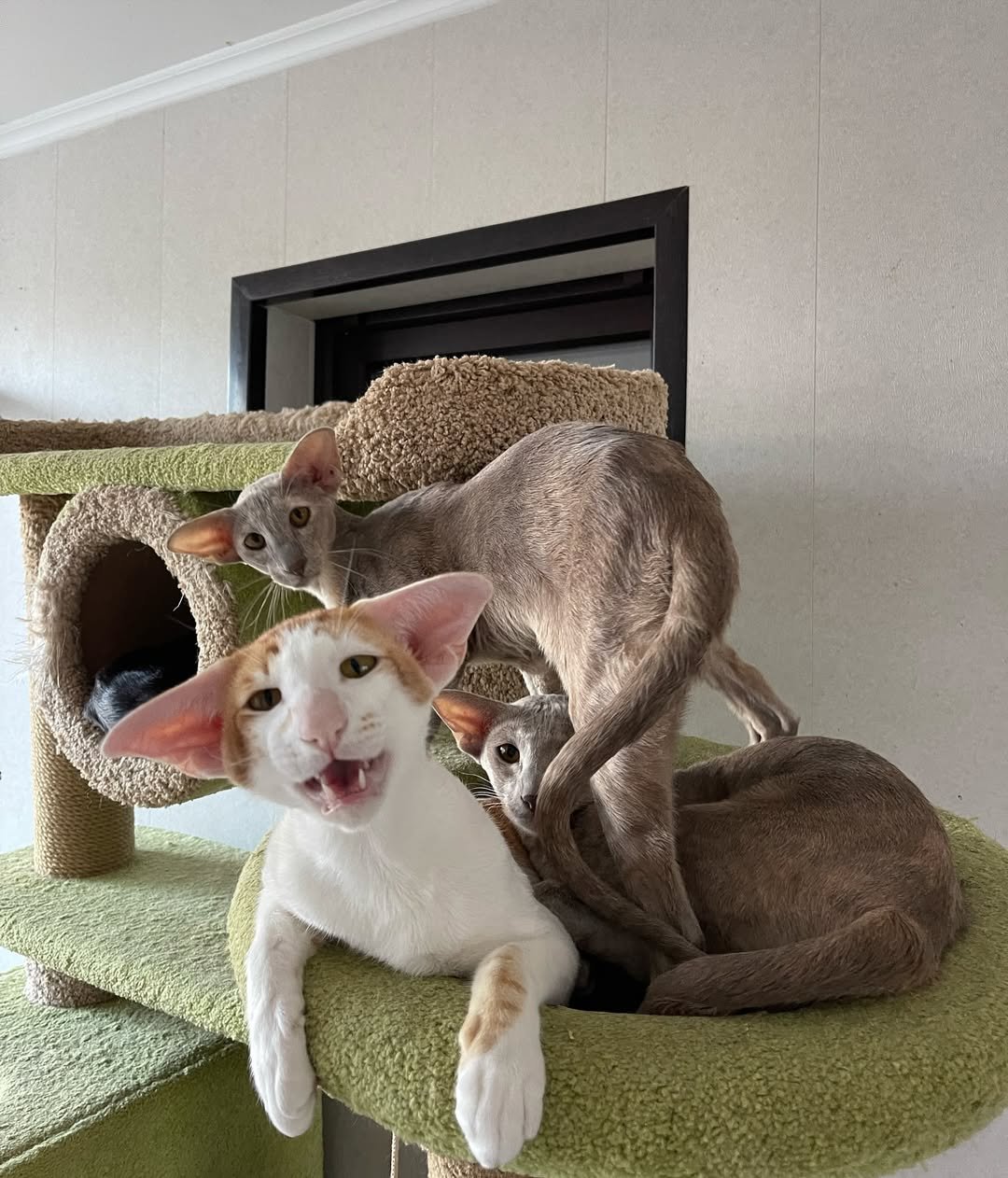Oriental Shorthair Kittens USA
